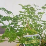 How to grow parsley. This is curly leaf parsley