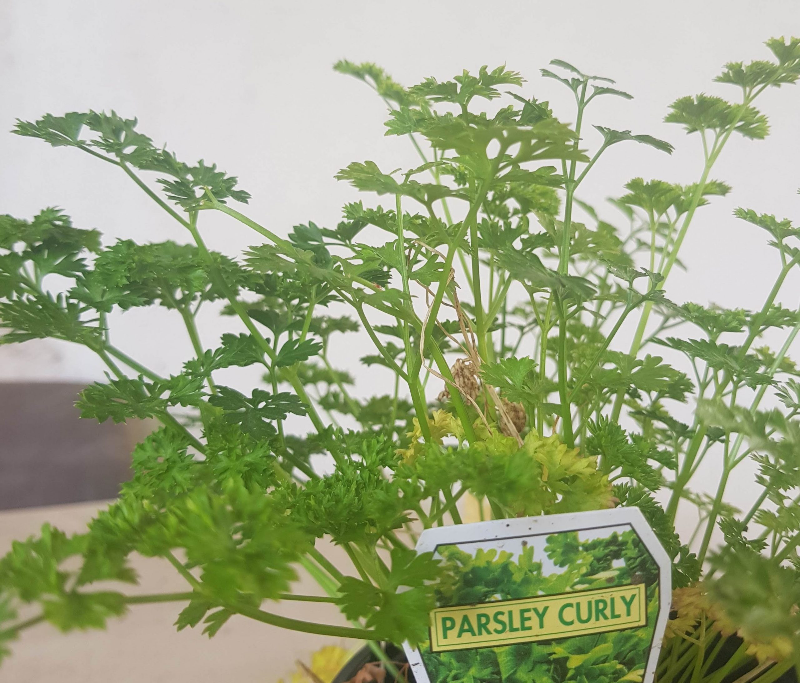 How To Take Care Of A Parsley Plant: Seed To Herb