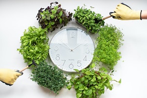Herb gardening for beginners