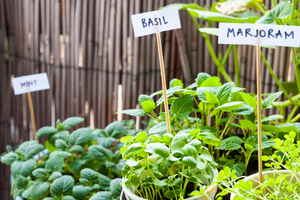 herb garden for beginner