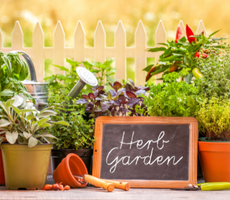 The ultimate herb gardening for beginners guide