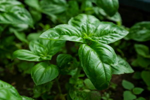 growing basil indoors without sunlight
