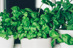 how often to water basil in pots